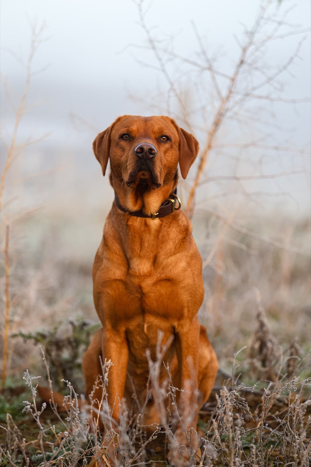 Elvis the red Labrador sitting in frosted grass