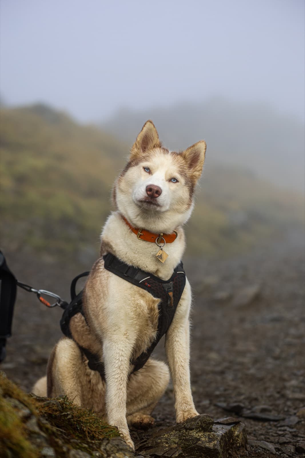 Squiff the husky sitting on a misty hillside